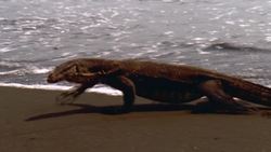 Owl's Fascinating Facts: Basilisk Running On Water Instructional Video