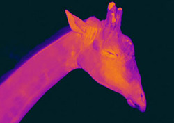 Infrared light Instructional Video