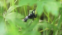 American oil beetle (blister beetle) eating fresh grass spring. Meloe proscarabaeus Blister beetle insect in wildlife, close up Stock Footage