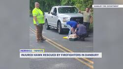 Injured hawk rescued by firefighters in Danbury News Clip