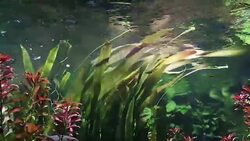 The algae in sea water Stock Footage