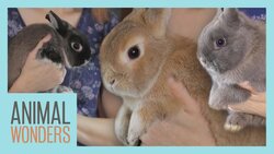 Rabbits, Rabbits, & More Rabbits! Instructional Video