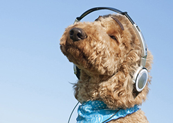 Sentidos animales Instructional Video