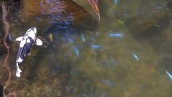 Koi fish in the pond in 4k slow motion 60fps Stock Footage