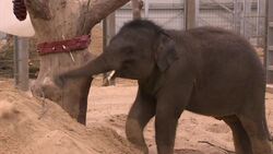 New elephant welfare tool rolled out in zoos News Clip