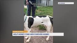 Shelter is hoping to find 'Honey' a home News Clip