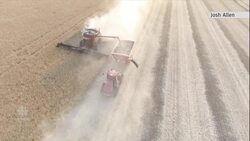 China expands crackdown on Canadian canola, leaving farmers in limbo News Clip