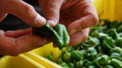 Peppers: A Love of Spanish Food and Culture Instructional Video