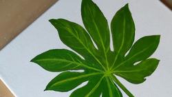 Easy Tutorial: How to Paint Realistic Leaves Instructional Video