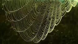 Dew on a spider's web Stock Footage