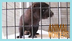 Mink Upgrade! Instructional Video