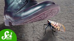 Why You Should STOMP Every Spotted Lanternfly Instructional Video
