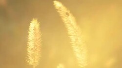 ladybug at sunset close-up Stock Footage