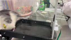 CLEAN : 'Kind of magical': US scientists train rats to drive small cars, study benefits to brain News Clip