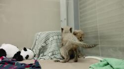 Super-Cute Cheetah Cubs Wrestle and Play at Zoo Nursery Instructional Video