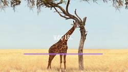 The Giraffe Life Cycle Instructional Video