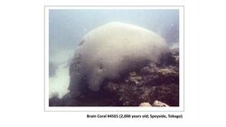 TED: The world's oldest living things | Rachel Sussman Instructional Video