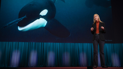 TED: Could an orca give a TED Talk? | Karen Bakker Instructional Video
