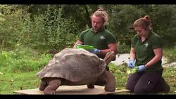 Animal weigh-in at London Zoo News Clip