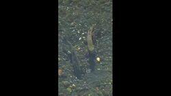 Why Animals Risk Everything to Migrate Instructional Video