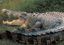 Factpack: Primitive Species Instructional Video