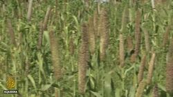 Zimbabwe farming: Seed banks set up to prepare for drought News Clip