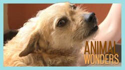 A Few of My Friends: Communication Instructional Video