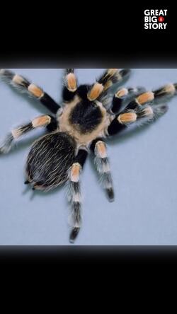 The striking red kneed tarantula, beauty and conservation Instructional Video