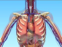 Skin, Skeletal, and Muscular Systems: Video Review Instructional Video