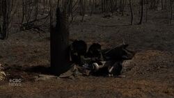 Manitobans driven from homes by wildfire might return by weekend, says provincial official News Clip