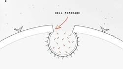 How the Coronavirus Hijacks Your Cells News Clip