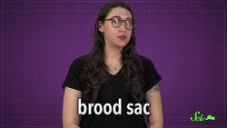 How to Milk a Cockroach Instructional Video