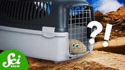 These Rocks Are ALIVE Instructional Video