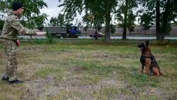 Man trains his dog to execute commands Stock Footage