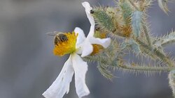 Crab Spider on white poppy Stock Footage