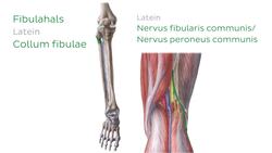 Fibula Instructional Video