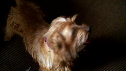 CLOSE ANGLE OF SMALL MUTT DOG STANDING ON CARPET WITH TONGUE OUT. COULD BE PUPPY. Stock Footage
