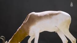 The endangered beauty of the Addra gazelle Instructional Video