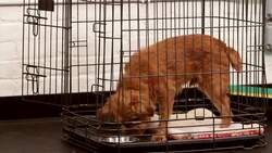 How to Crate Train Your Dog Instructional Video