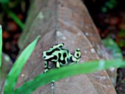 Biodiversity on Earth Instructional Video