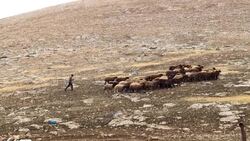 CLEAN : EU delegation visits Palestinian village in Jordan Valley destroyed by Israeli army News Clip