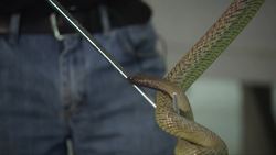 The Inland Taipan: The World's Most Venomous Snake Instructional Video