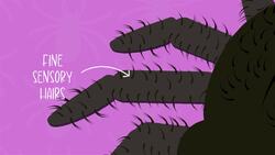 I WONDER - Do Arachnids Have Any Special Features? Instructional Video