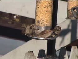 Genetics in Action: Polygenic Inheritance Instructional Video