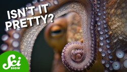 Octopuses Have a Favorite Arm Instructional Video