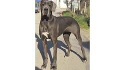 Pros & Cons of the Great Dane Breed Instructional Video