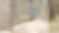 Pigs on a pig farm in China News Clip