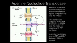 The Adenine Nucleotide Transporter Instructional Video
