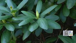 Garden Guide: Your autumn garden checklist Instructional Video