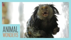 Mimi The Marmoset's Morning Routine Instructional Video